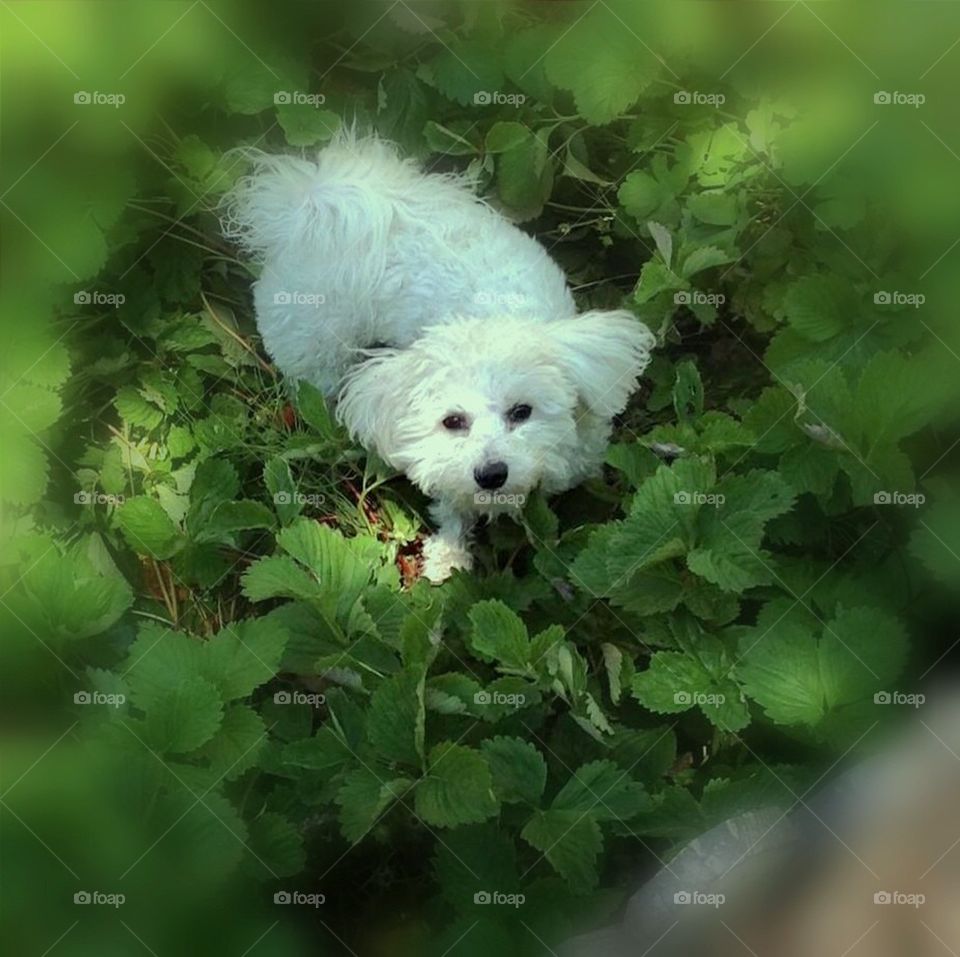 Dog in strawberry patch