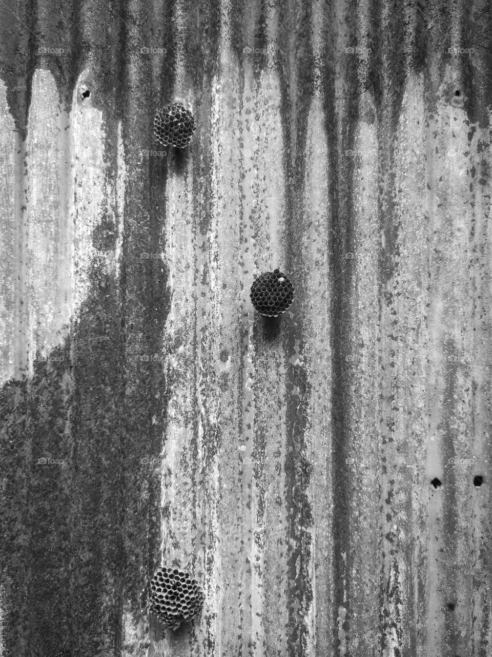 wasp nest with eggs and larvae