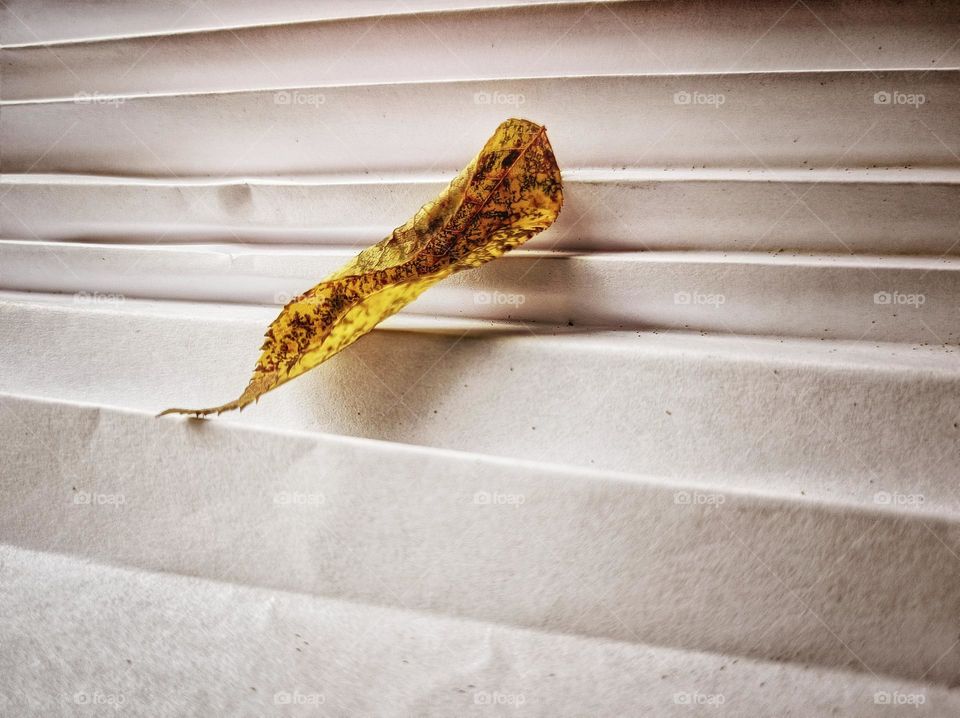 Tree leaf over paper sheet