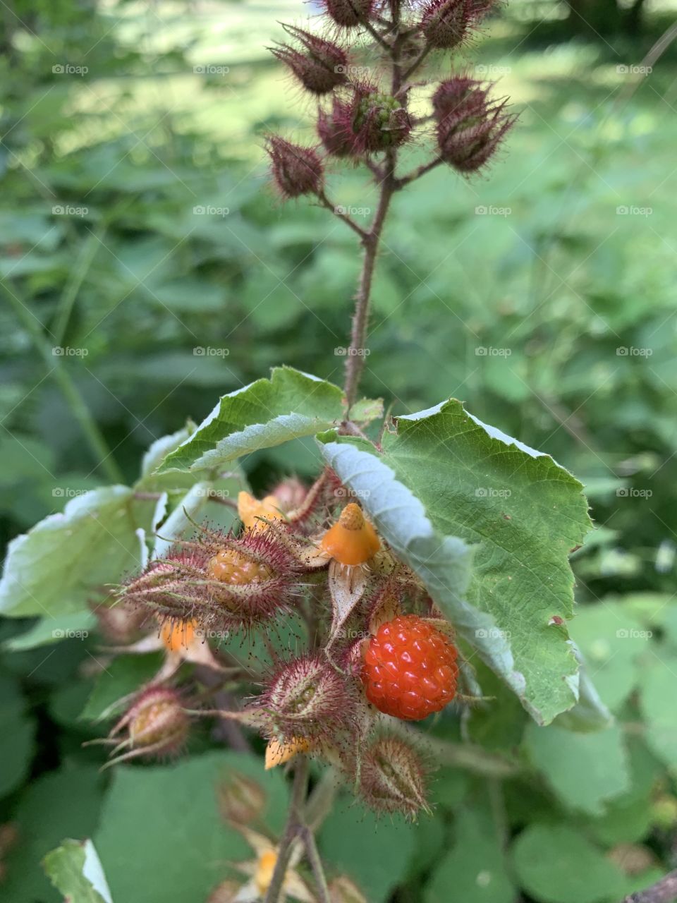 This picture was taken so I could check the plant on the internet to be sure that the “raspberries” we picking were edible. My young son, who’d just been to camp asked to see the picture and declared “those are wineberries and they’re edible.” 