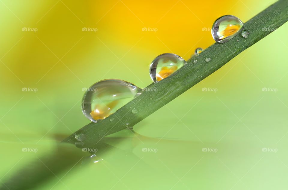 A macro portrait of three waterdrops on a blade of grass. the rain droplets have the reflection of a yellow daffodil in them.