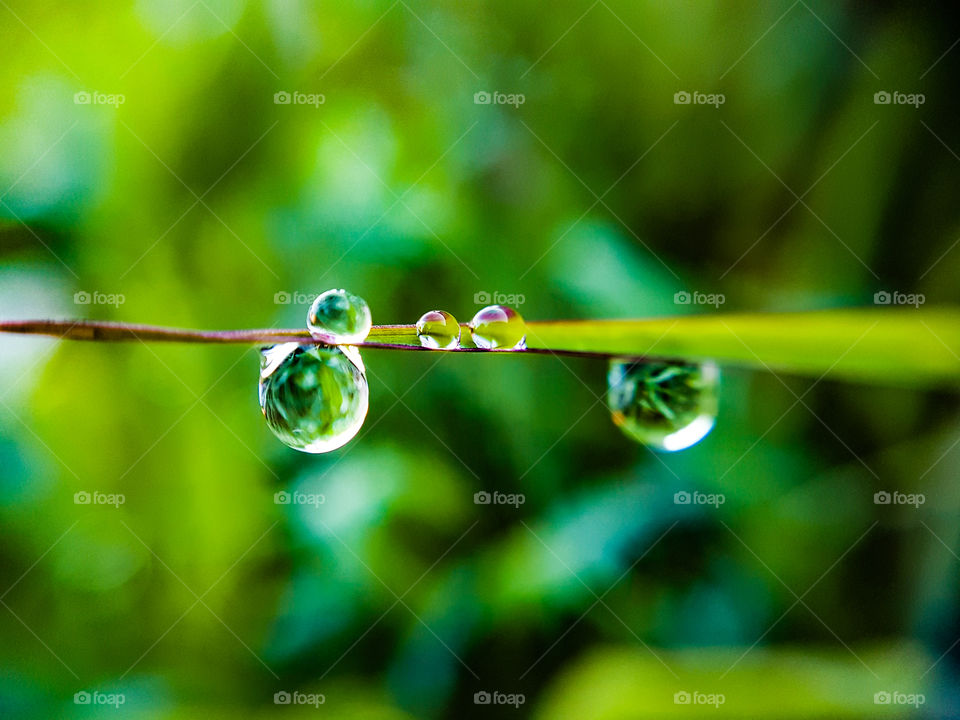 water droplets hanging on a blade of grass