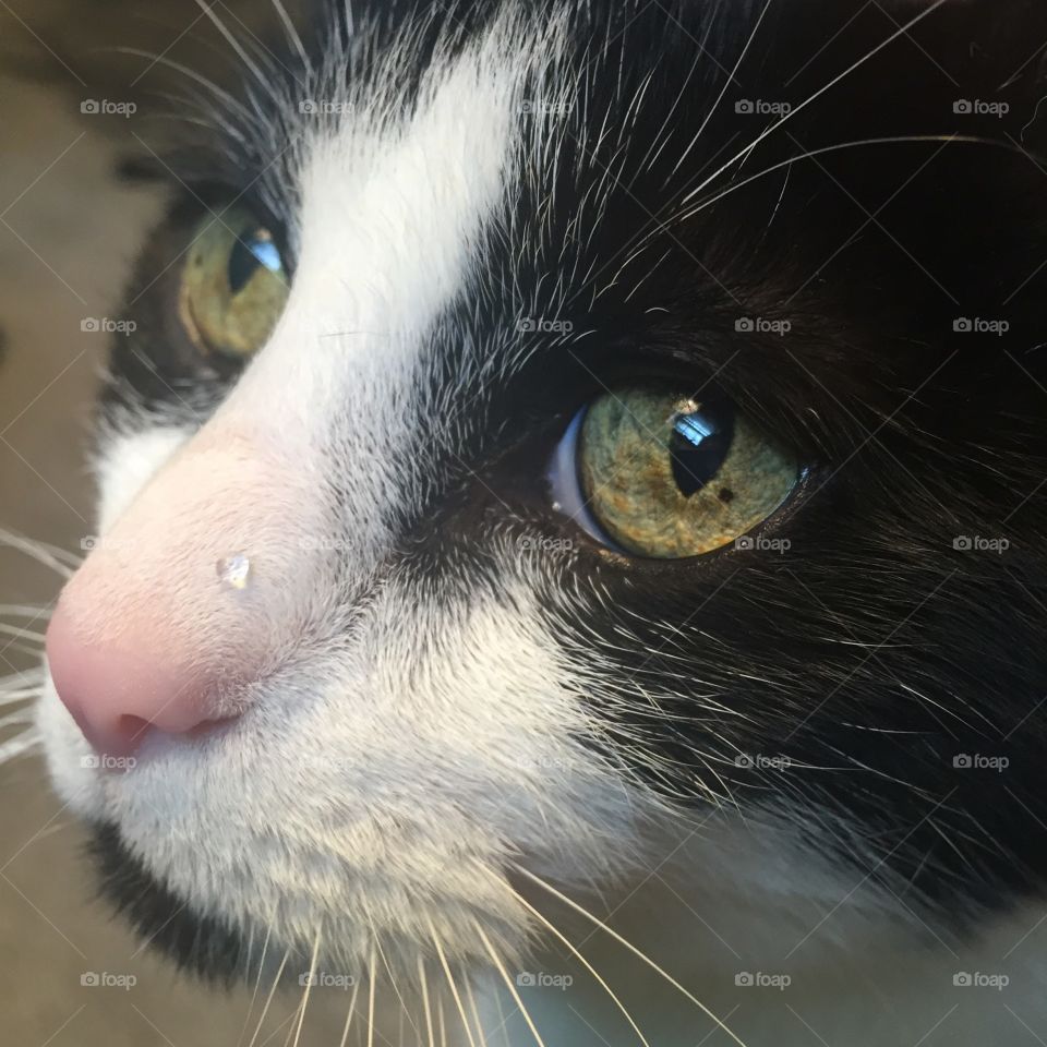 Tito Nose. My cat Tito is very photogenic. He also usually has water on his nose after drinking. 