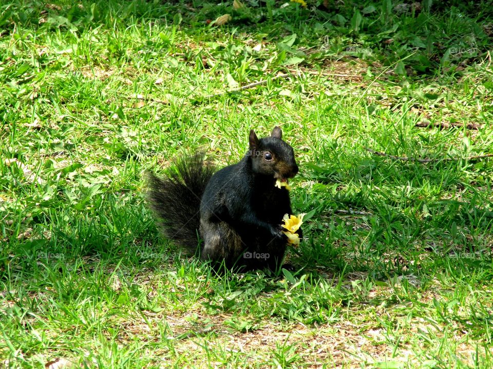 black squirrel eating