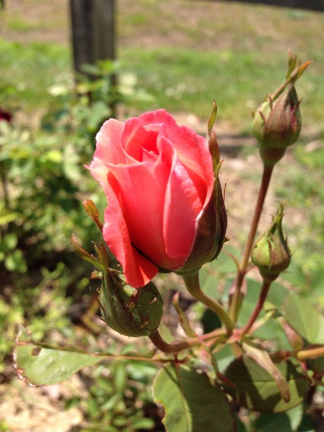Rosebud 