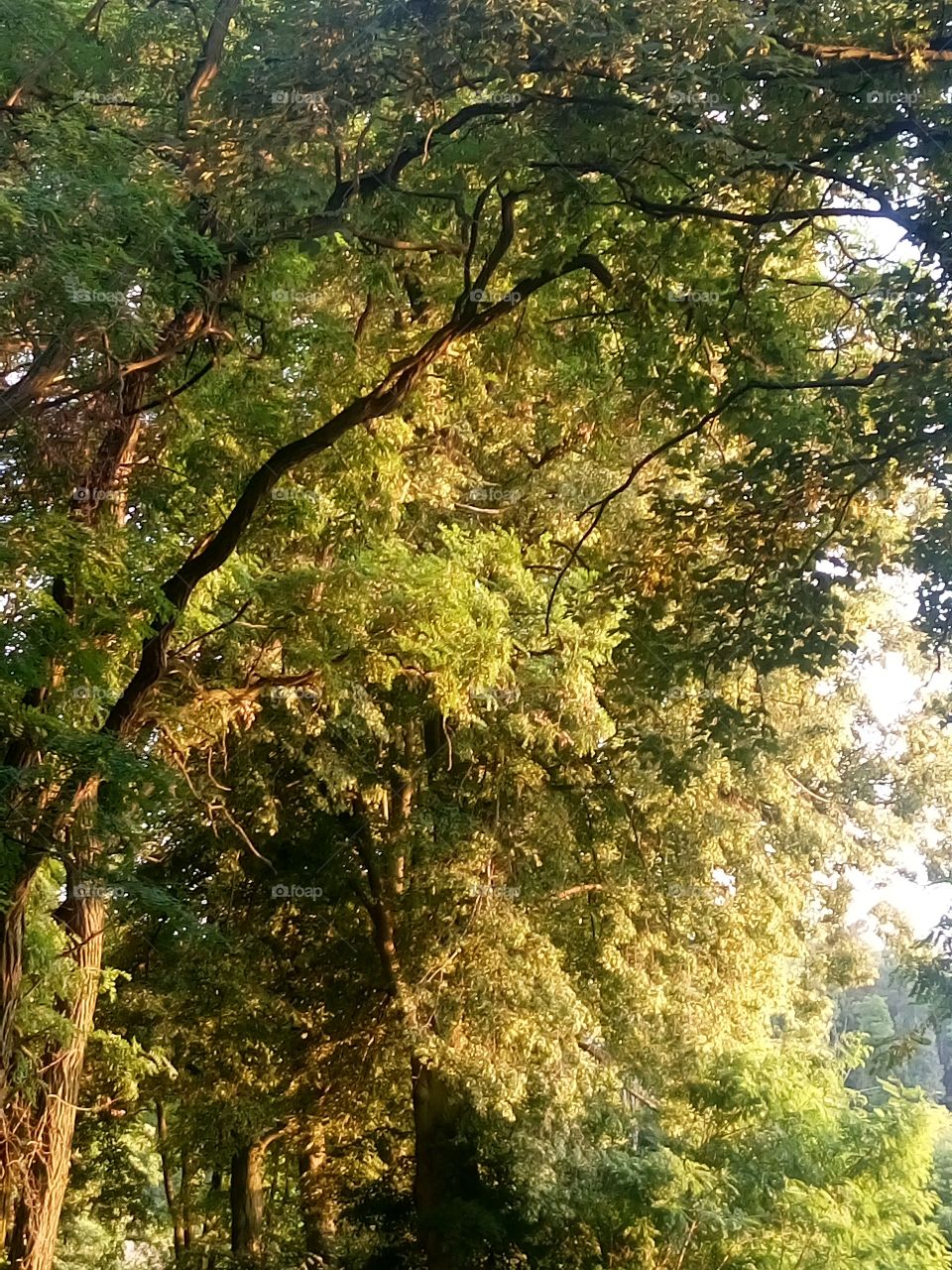 polish nature,  trees