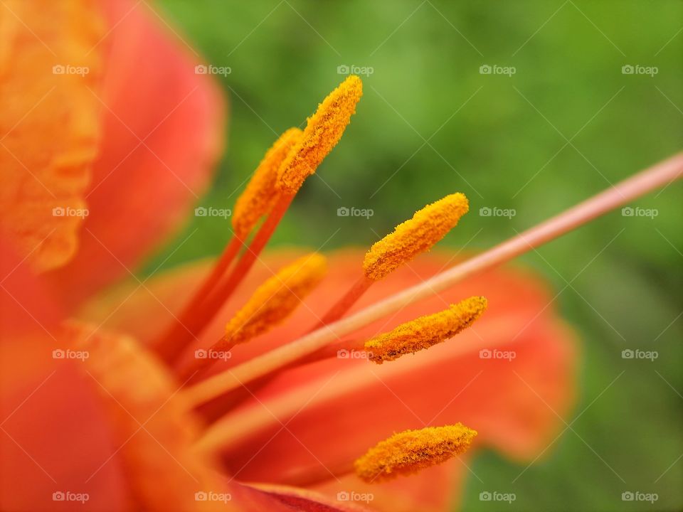 Orange and green. Flower