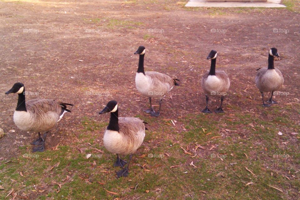 Curious Canada Geese