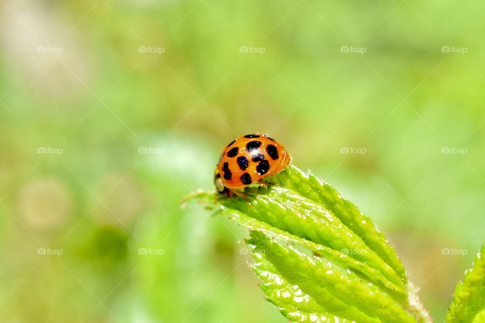 Ladybug , insects, wildlife,nature 