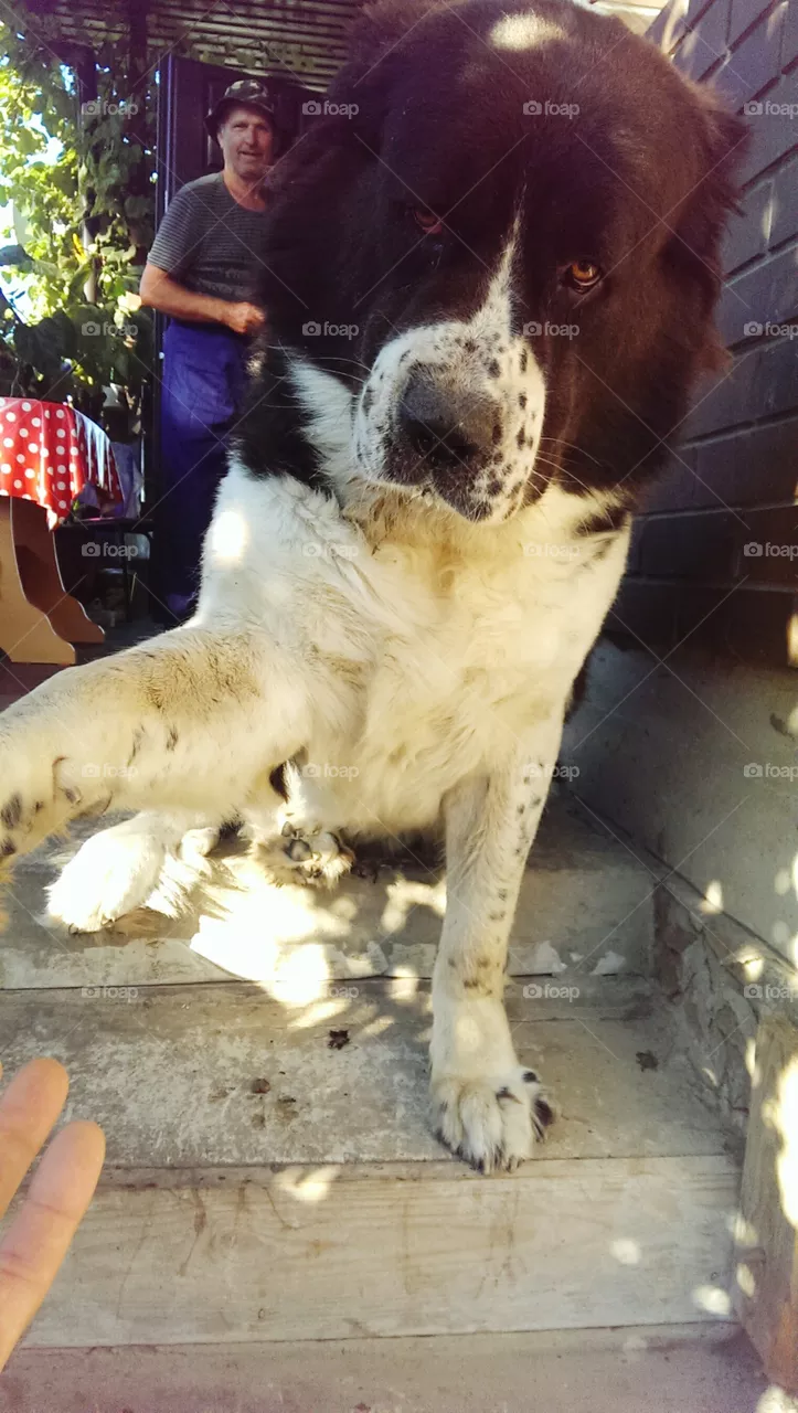 dog