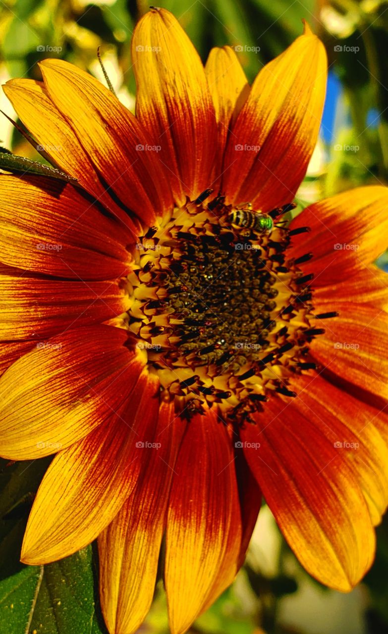 Green Oregon SweetBee on Heirloom Sunflowers