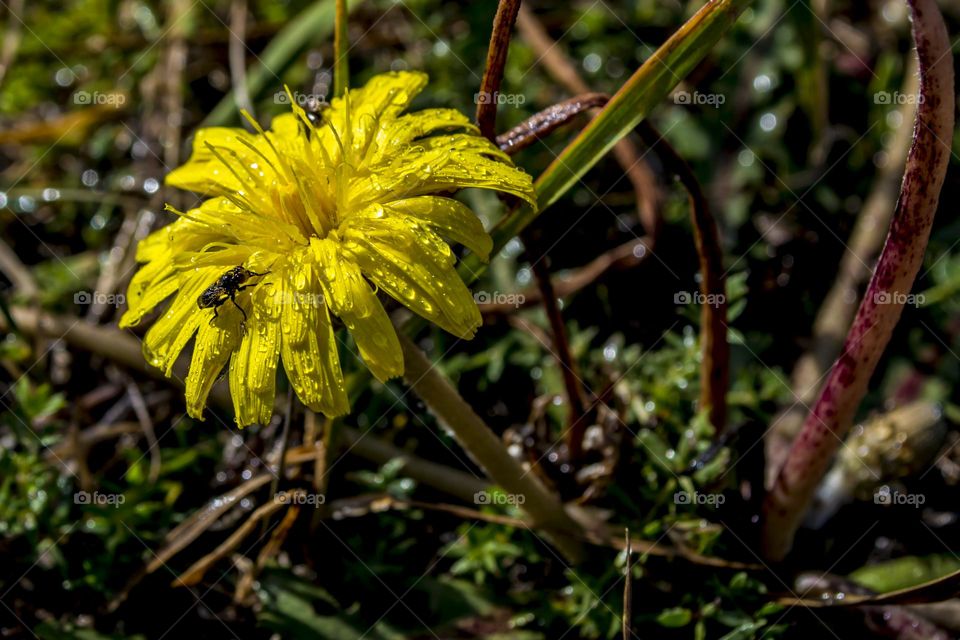 Dandelion in raindrops and insect