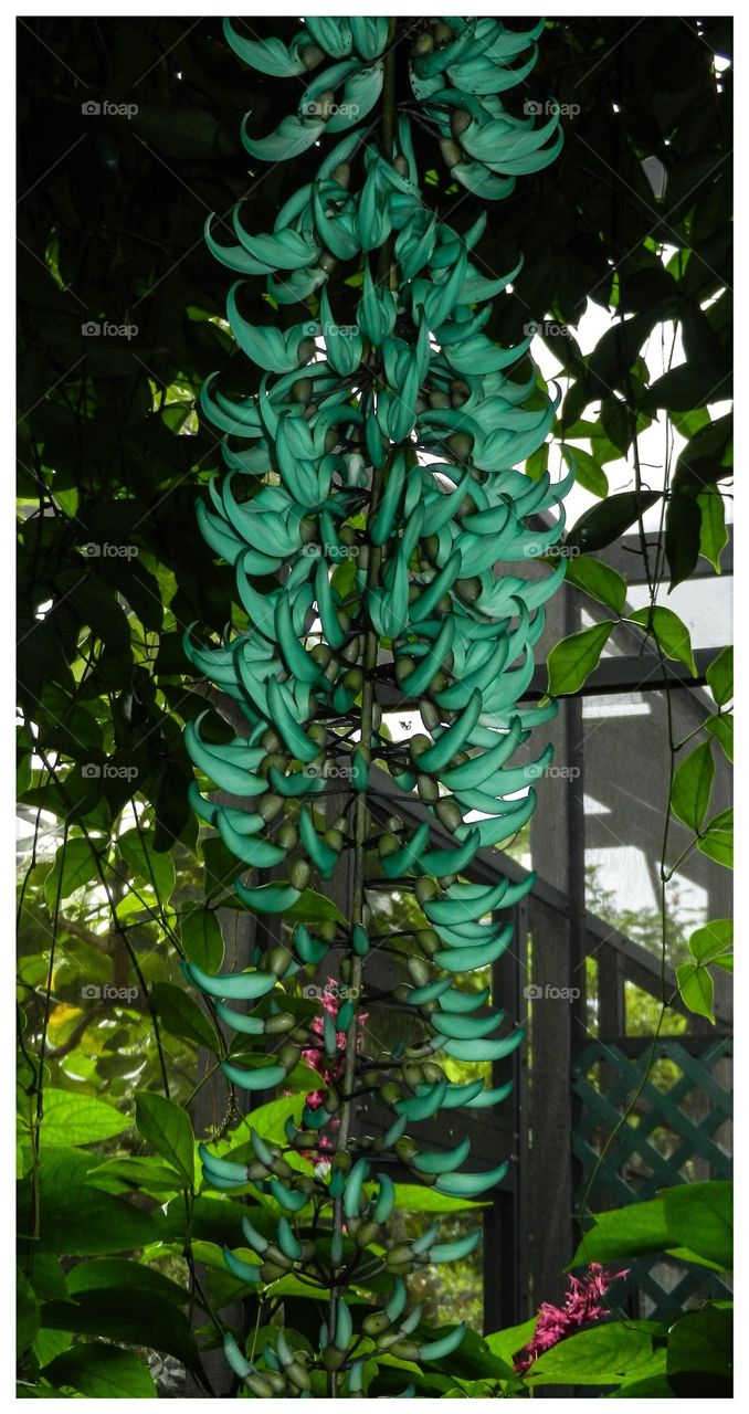Jade vine 2