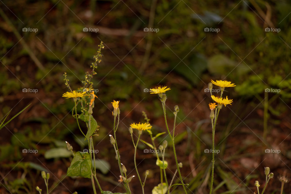 YellowDaisies