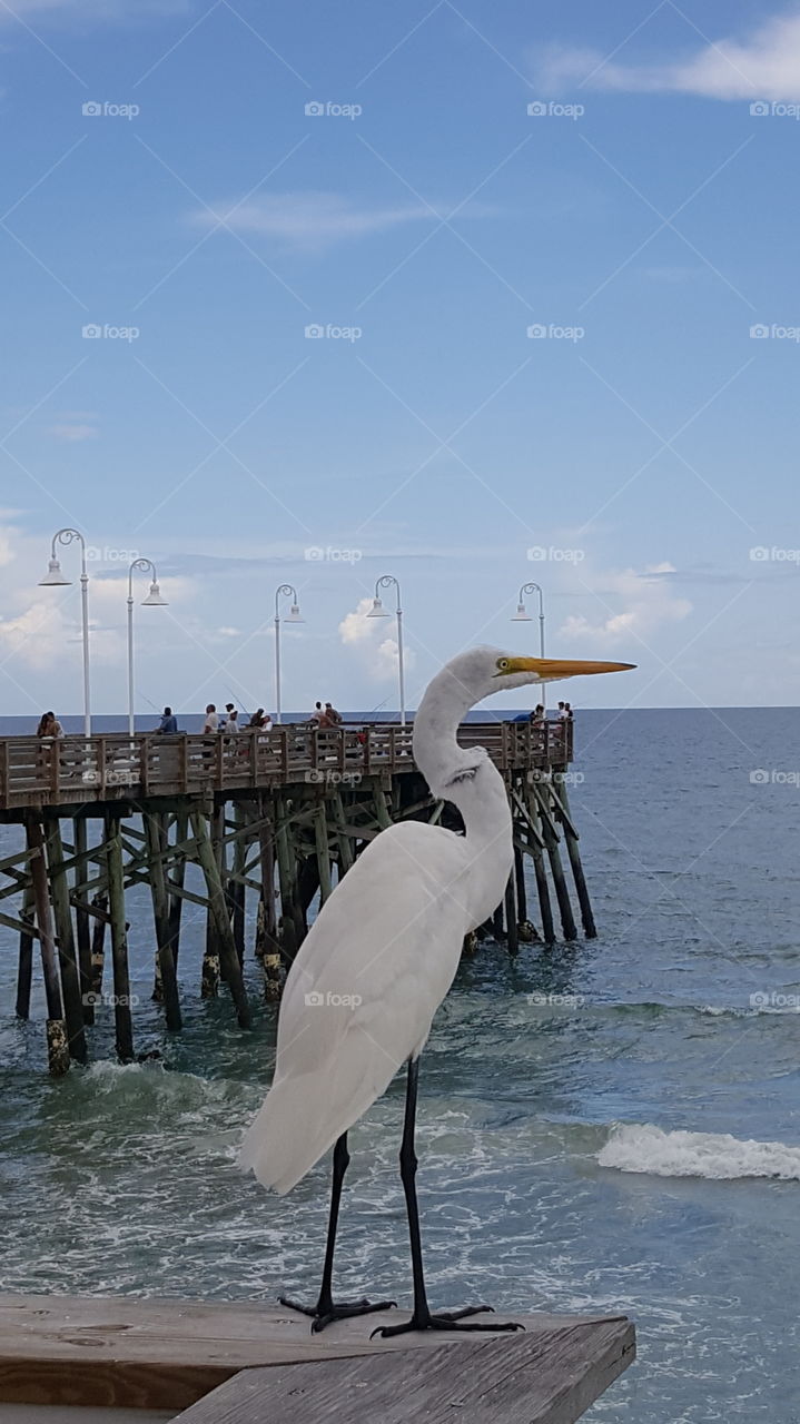 Daytona Pier Heron