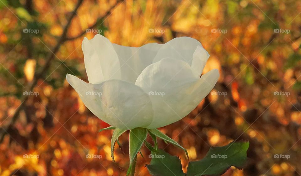A last bloom in the Fall contrast of fall leaves amongst delicate flower
