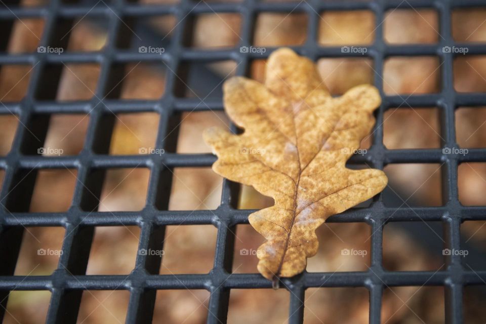 Oak leaf on the grate