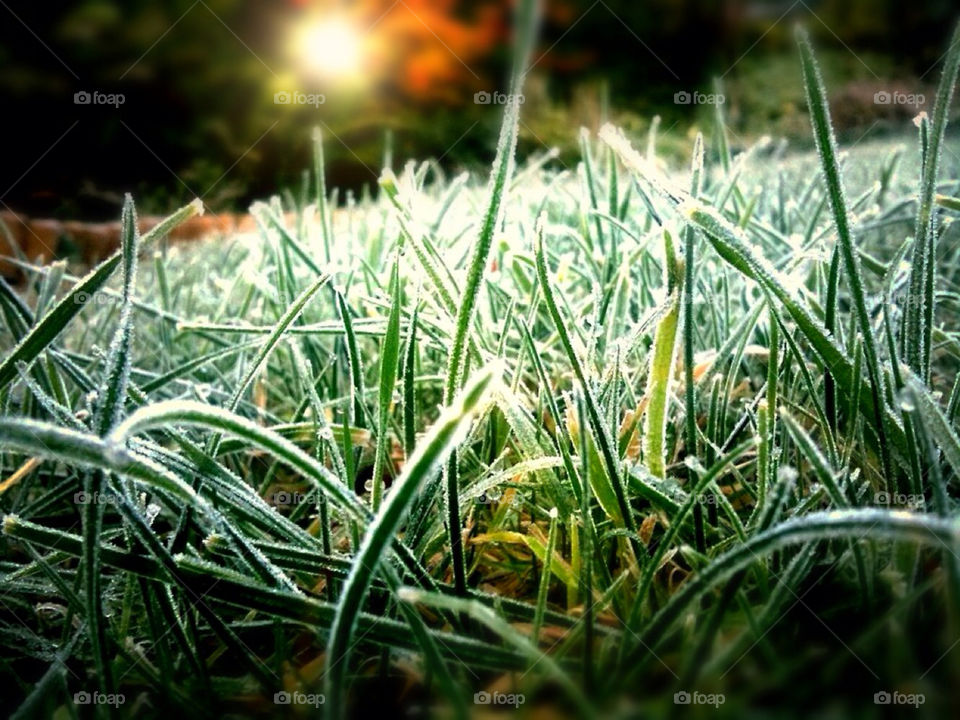 A shot of the early morning frost on the grass.