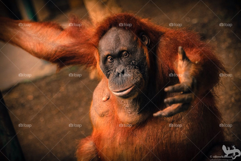 zoo chimp toronto helping hands by AdSafari