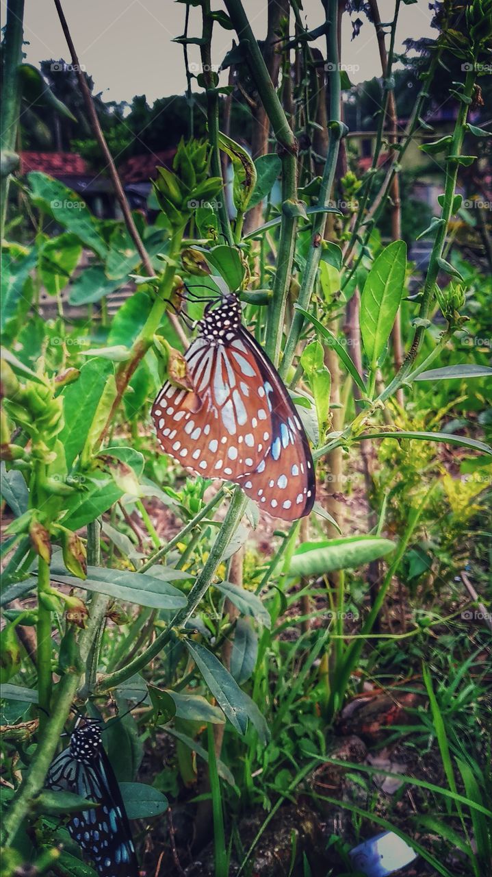 Mobile photography)From_Jafar pur/West Bengal 🇮🇳