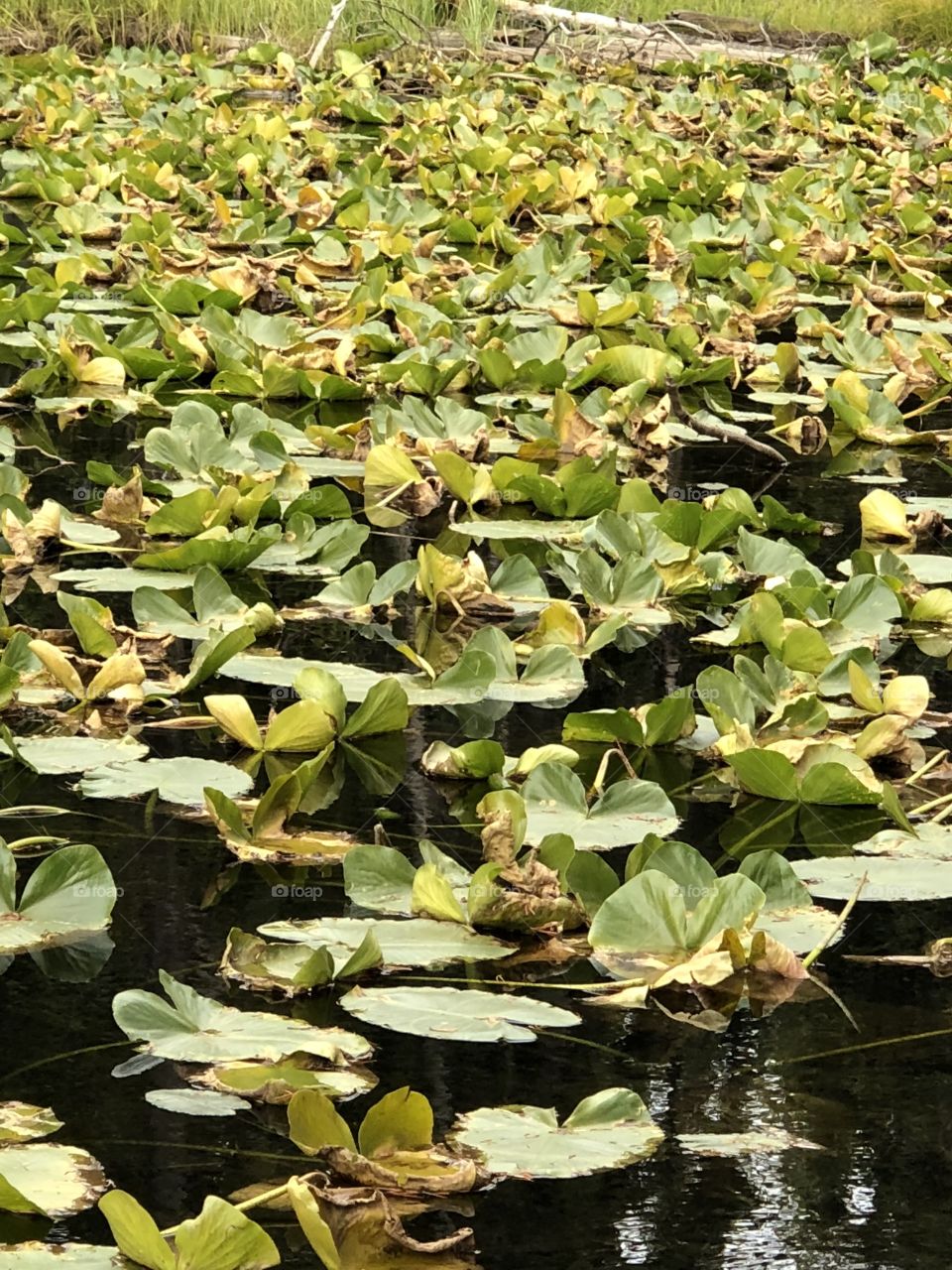 Lily Pads at the Continental Divide in Yellowstone Park
