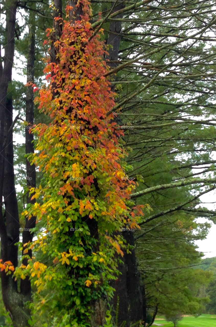 Virginia Creeper Fall. A vine covered pine shows off its wrapping of a brightly colored Virginia Creeper. 