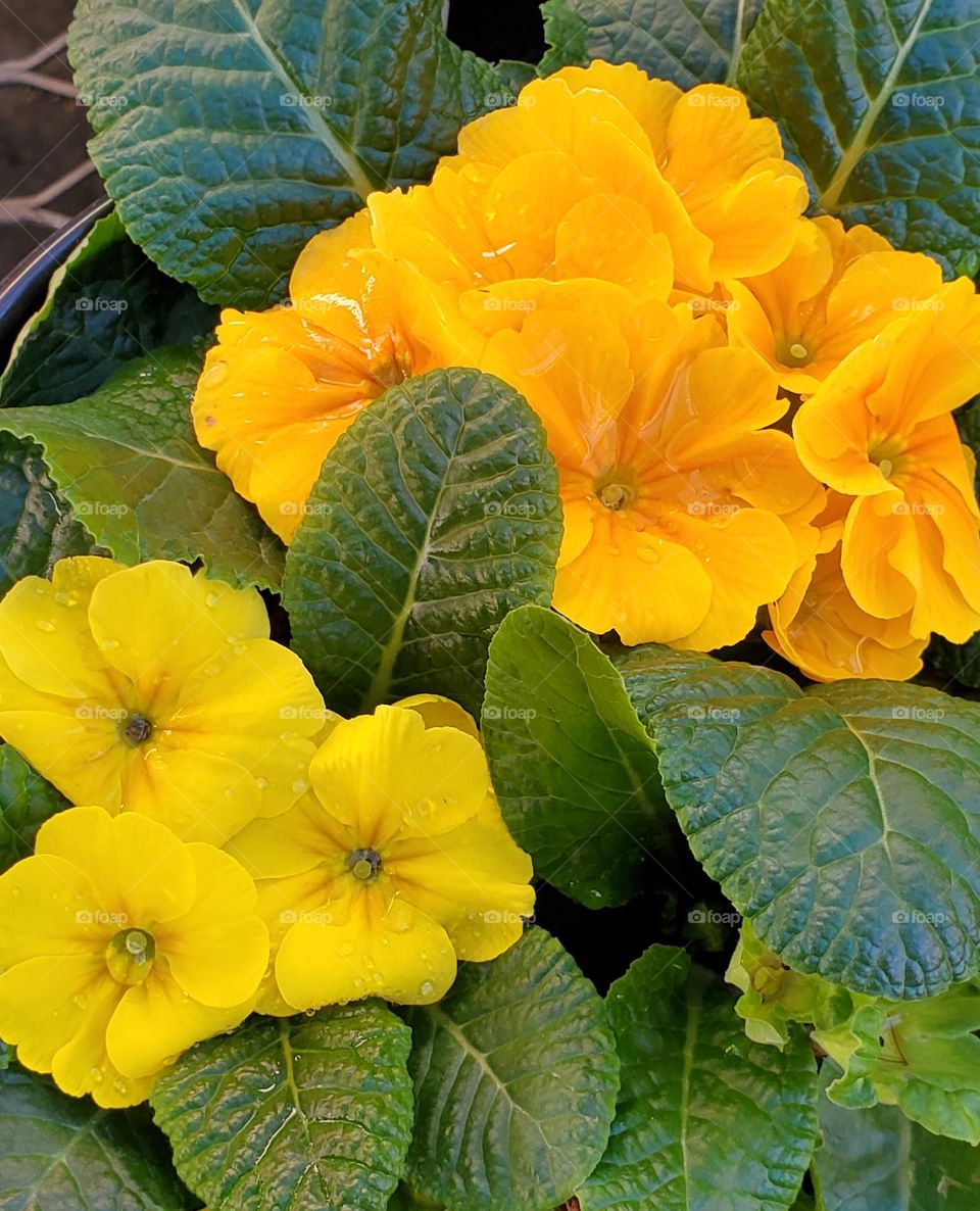 Yellow Flowers in the Garden