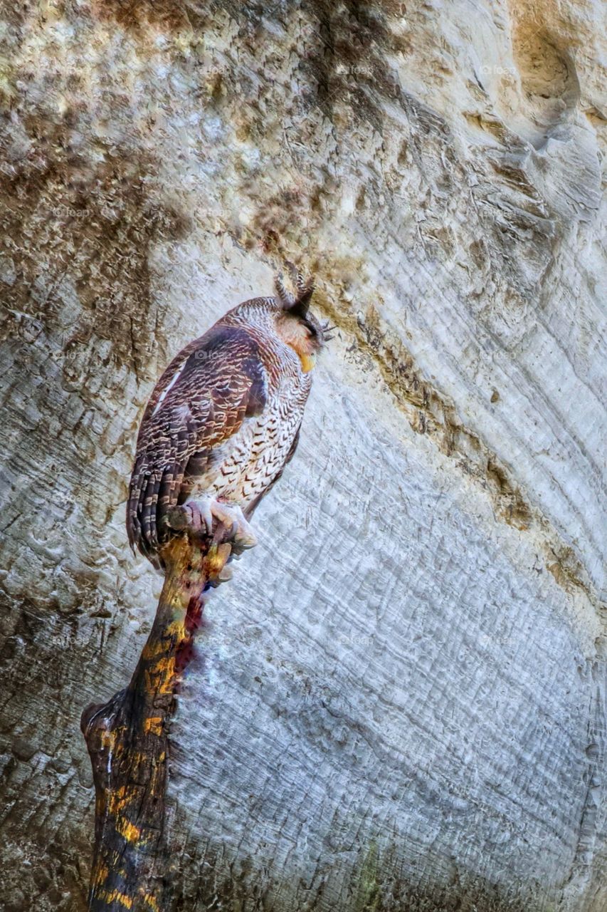 sleeping owl on the rock