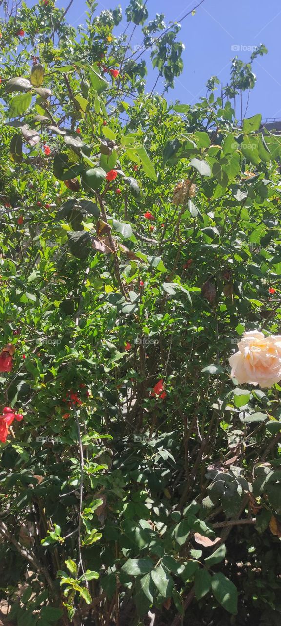 The wonderful jouri tree