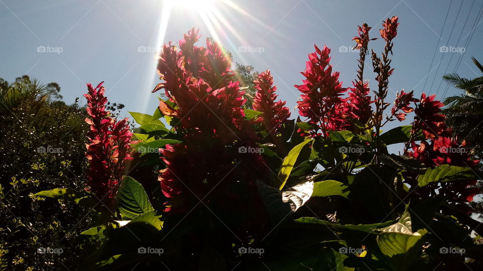 ENSOLARADO FLORES JARDIM