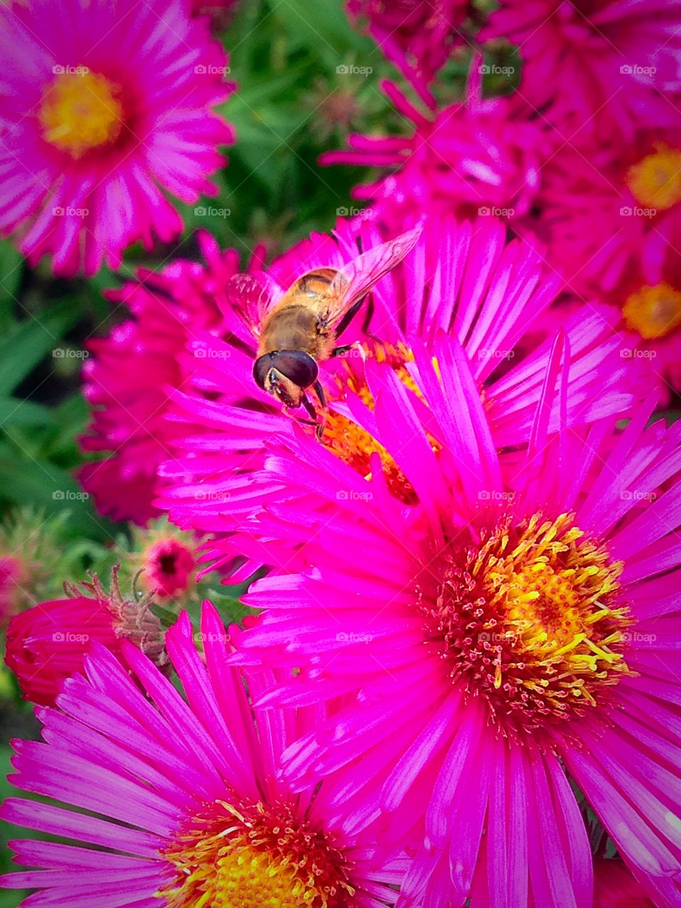 Close up of English honey bee on pink flowers 
