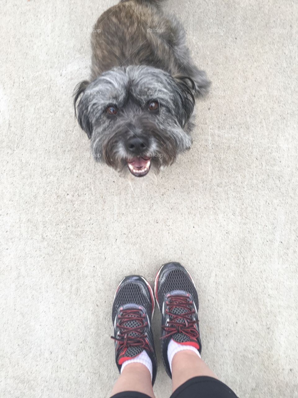 Happy dog, ready for a walk