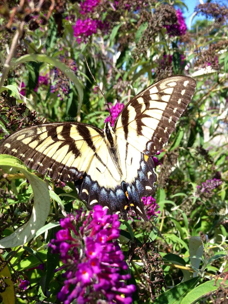 Butterfly Bush