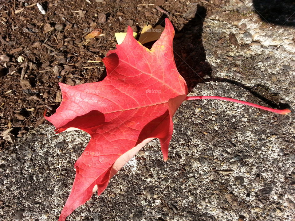 leaf. autumn