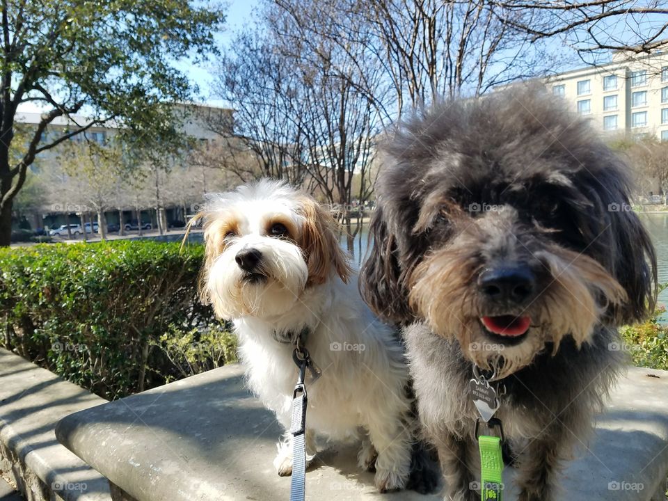 Sammy and Copper Shops at Legacy