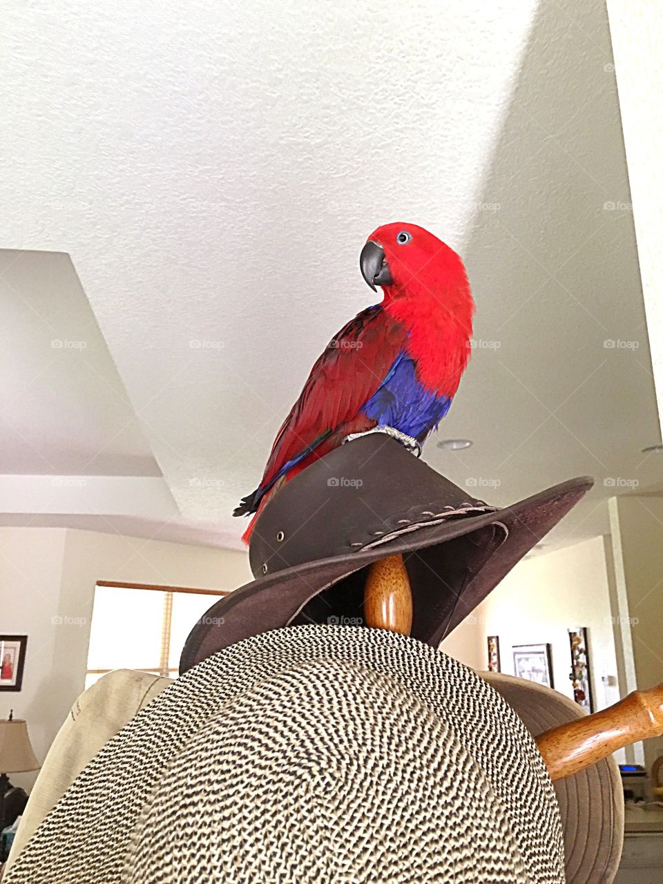 Parrots high perch on the hat rack 