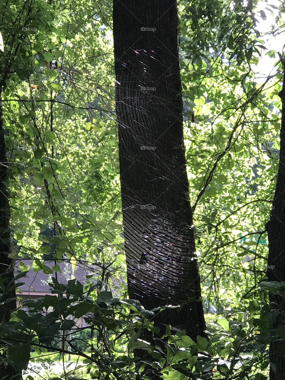 Shimmering Spider Web