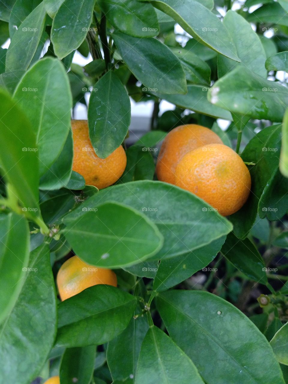 Orange tree