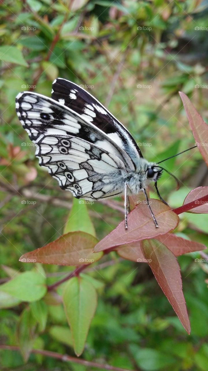 Butterfly