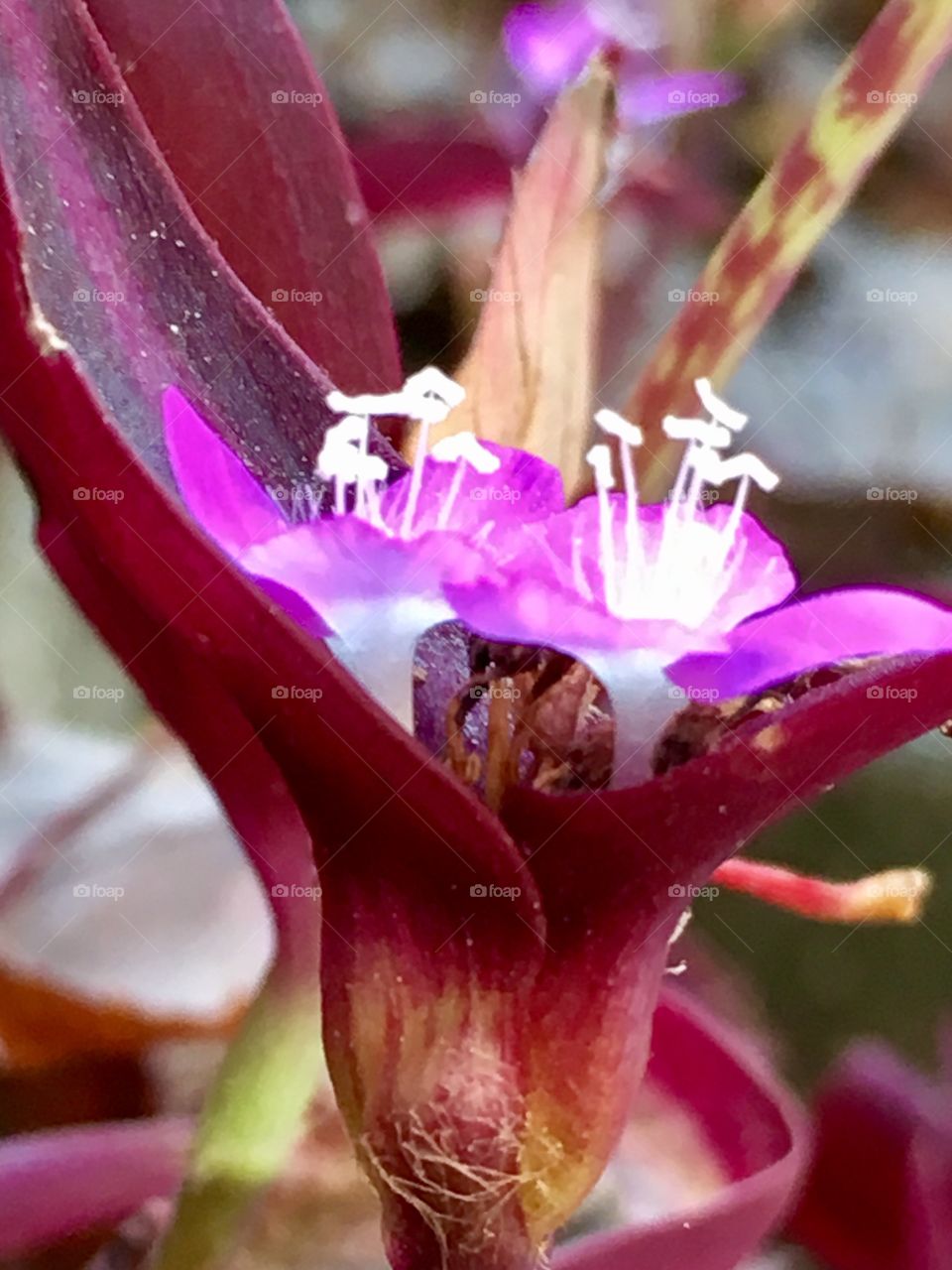 Close-up of purple flower