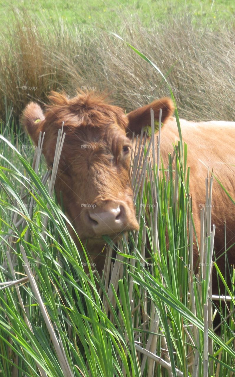 A cow enjoying the long grass at steart salt marshes