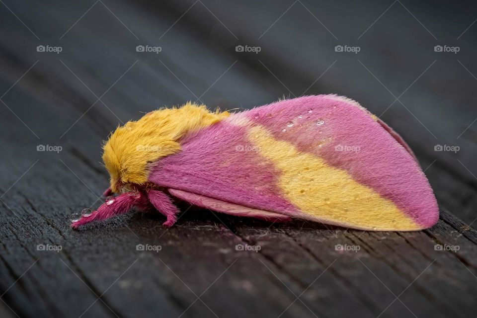 A Rosy Maple Moth patiently waits for the dew to dry. Raleigh, North Carolina. 