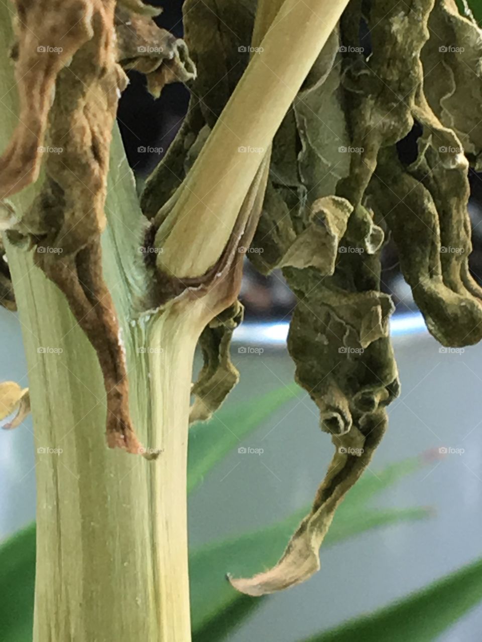 No Person, Nature, Leaf, Food, Medicine