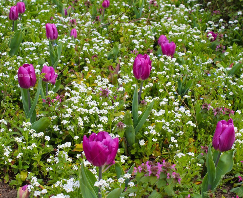 Purple Tulips and tiny white flowers,  harbingers of spring.  Full frame of flowers