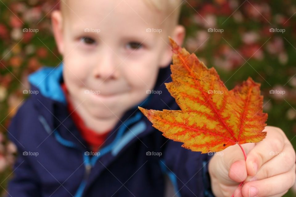 fall leaf