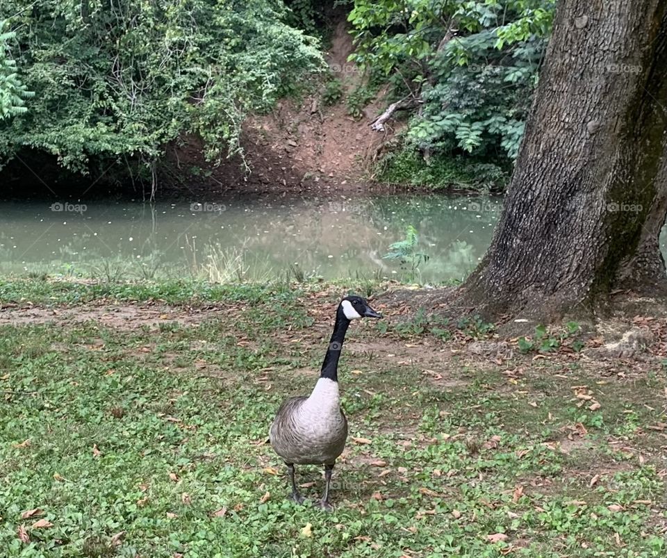 Canadian geese bird wild nature