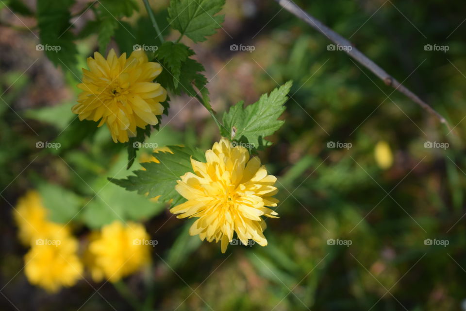 Blüten der japanischen Kerrie