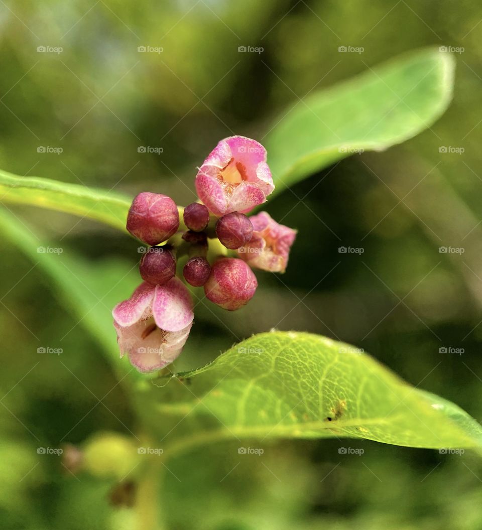 Soft pink blossoms
