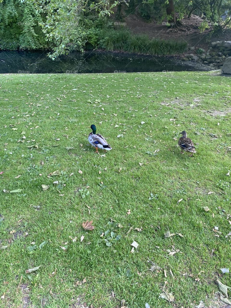 Ducks walking toward the water