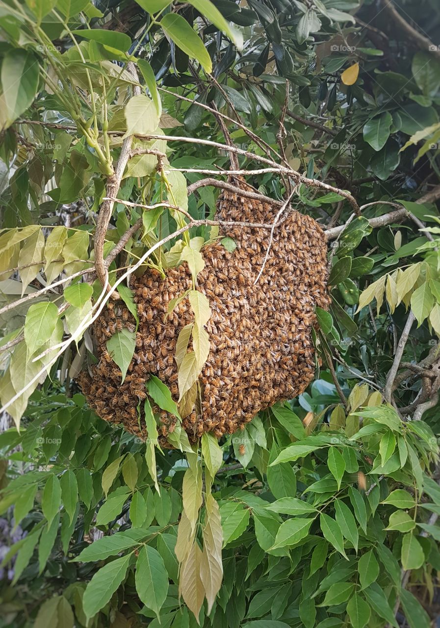 Swarm of Bees in tree branch